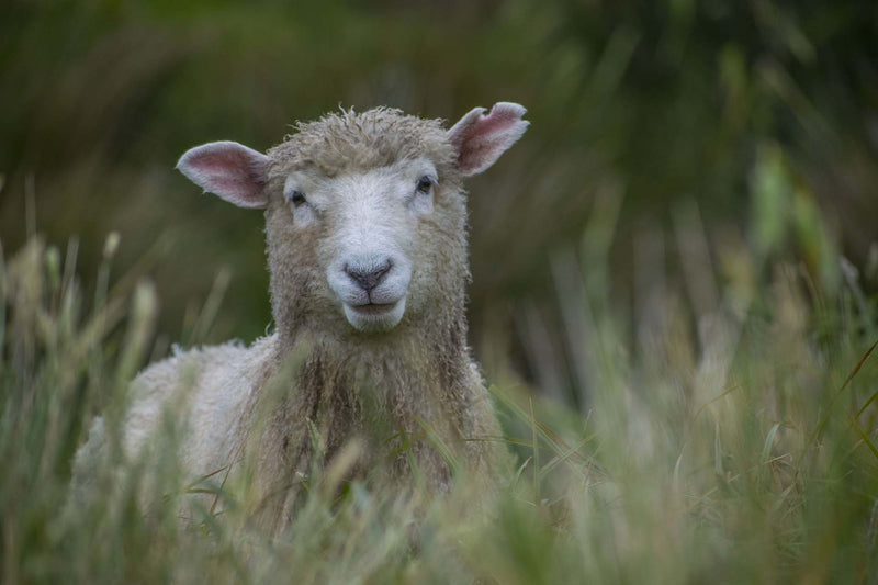 Nos moutons