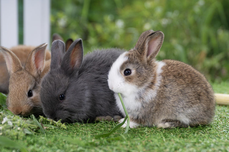 Nos Lapins