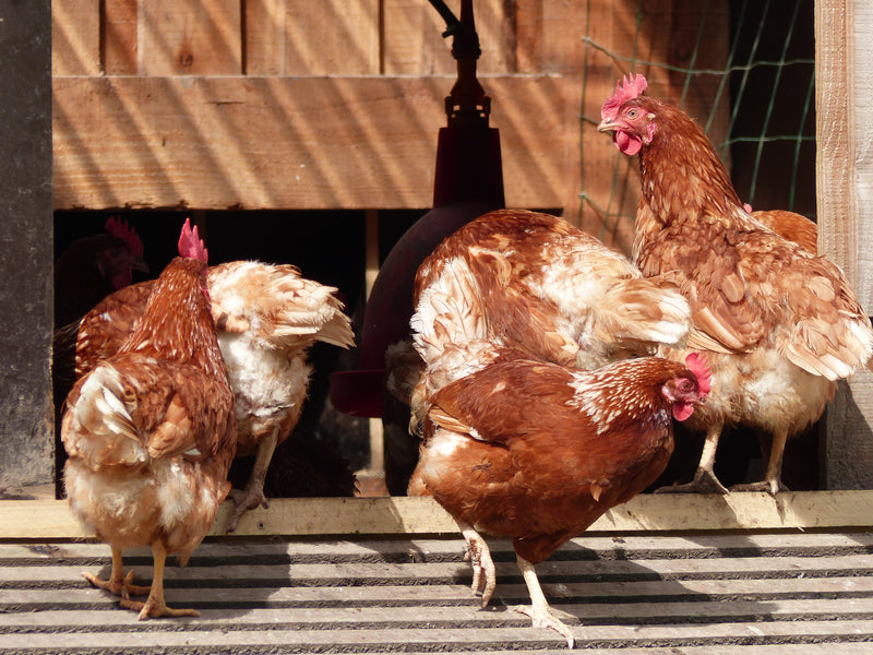 Nos poules pondeuses