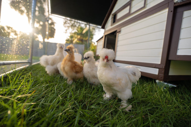 Nos poules soie